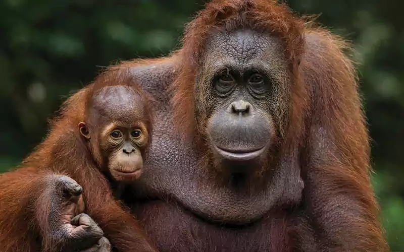 Sandakan Orang Utan Experience